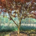 Acer palmatum 'Trompenburg' - Foto 2