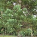 Sequoiadendron giganteum - 2