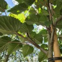 Davidia involucrata - Foto 4