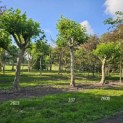 Platanus hispanica dak of knotvorm - 1