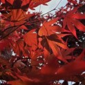 Acer palmatum 'Bloodgood' - 1