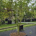 Acer palmatum 'Orange Dream' - 2