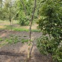 Prunus avium 'Bigarreau Burlat' - Foto 2
