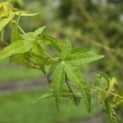 Acer palmatum 'Ueno Yama' - 6