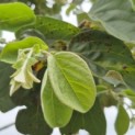 Cydonia Oblonga 'Vranja' - 4