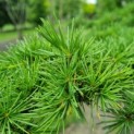 Cedrus libani - naald