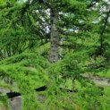 Cedrus libani - vertakking