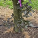 Fagus sylvatica 'Atropunicea' - 1