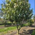 Prunus laurocerasus 'Rotundifolia' - Foto 3