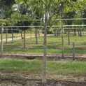 Cornus controversa - Foto 3