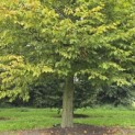 Carpinus Betulus - 7
