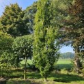 Fagus Dawyck Gold - 2025
