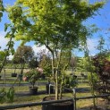 Acer palmatum - Foto 9