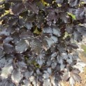 Fagus sylvatica 'Atropunicea' - 2