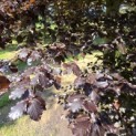 Fagus sylvatica 'Atropunicea' - 3