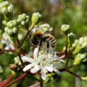 Heptacodium miconioides - impressie bloei