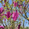 Magnolia 'Susan' - 2