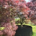Acer palmatum 'Garnet' - 2