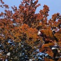 Fagus sylvatica 'Atropunicea' - Foto 2