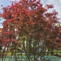 Acer palmatum 'Trompenburg' - Foto 1
