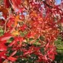 Liquidambar styraciflua - 2