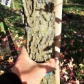 Liquidambar styraciflua - 4