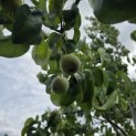 Pyrus c. 'Noordhollandse Suikerpeer' - 1