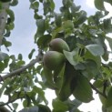Pyrus c. 'Noordhollandse Suikerpeer' - 2