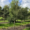 Malus domestica 'Rode Boskoop' - 1