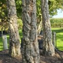 Quercus Suber - 6