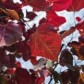 Cercis canadensis 'Forest Pansy' - 3