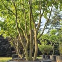 Parrotia persica - 2