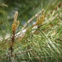 #107 Pinus Pinea Schirmkiefer