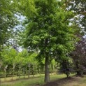 Liquidambar styraciflua - juni 2026