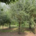 Salix Alba - 2