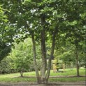 Platanus x hispanica - 1