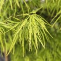 Acer palmatum 'Dissectum' - Foto 5