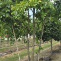 Quercus Palustris - Foto 3