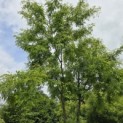 Gleditsia triacanthos ‘Inermis' - 3