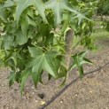 Liquidambar styraciflua - 1