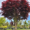 Acer palmatum 'Bloodgood' - Foto 6