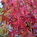 Acer palmatum - 4