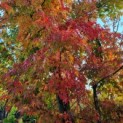 Acer palmatum - 2