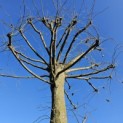 Tilia Tomentosa - 1