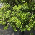 Quercus ilex - 2