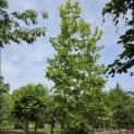 Platanus hispanica - Foto 2