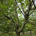 Carpinus betulus 'Frans Fontaine'   (Fastigiata) - 1