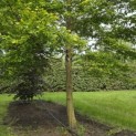 Carpinus Caroliniana - 2
