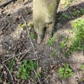 Platanus x hispanica 'Alphen's Globe' - 7