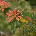 Pieris japonica 'Forest Flame' - 5